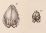 Lagena auriculata var. arcuata Sidebottom, 1912