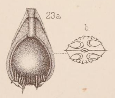 Lagena auriculata var. duplicata Sidebottom, 1912 Lagena auriculata var. duplicata Sidebottom, 1912