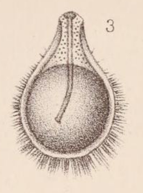 Lagena bicarinata var. horrida Sidebottom, 1912 Lagena bicarinata var. horrida Sidebottom, 1912