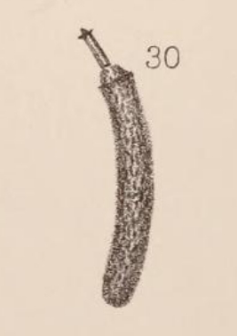 Lagena botelliformis var. rugosa Sidebottom, 1912 Lagena botelliformis var. rugosa Sidebottom, 1912