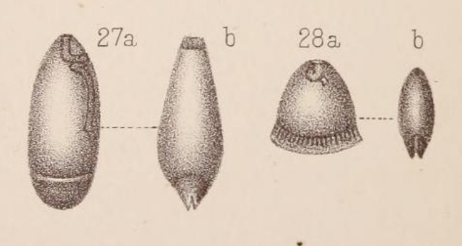 Lagena fimbriata var. occlusa Sidebottom, 1912 Lagena fimbriata var. occlusa Sidebottom, 1912