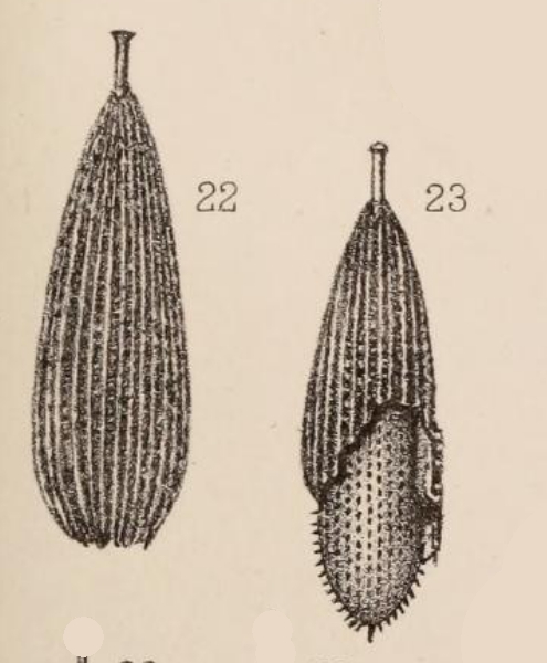 Lagena foveolata var. paradoxa Sidebottom, 1912 Lagena foveolata var. paradoxa Sidebottom, 1912