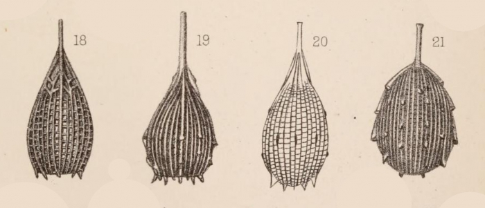 Lagena foveolata var. spinipes Sidebottom, 1912 Lagena foveolata var. spinipes Sidebottom, 1912