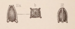 Lagena galeaformis Sidebottom, 1912