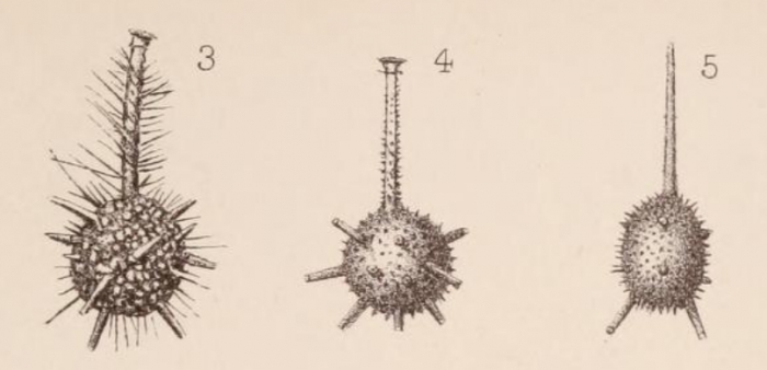 Lagena hispida var. tubulata Sidebottom, 1912 Lagena hispida var. tubulata Sidebottom, 1912