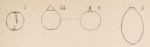 Lagena intermedia Sidebottom, 1912