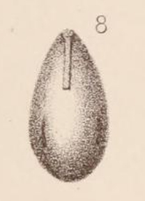 Lagena laevigata var. virgulata Sidebottom, 1912 Lagena laevigata var. virgulata Sidebottom, 1912