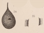 Lagena lamellata Sidebottom, 1912