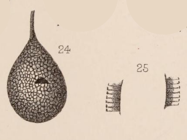 Lagena lamellata Sidebottom, 1912 Lagena lamellata Sidebottom, 1912