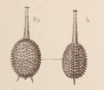 Lagena magnifica Sidebottom, 1912