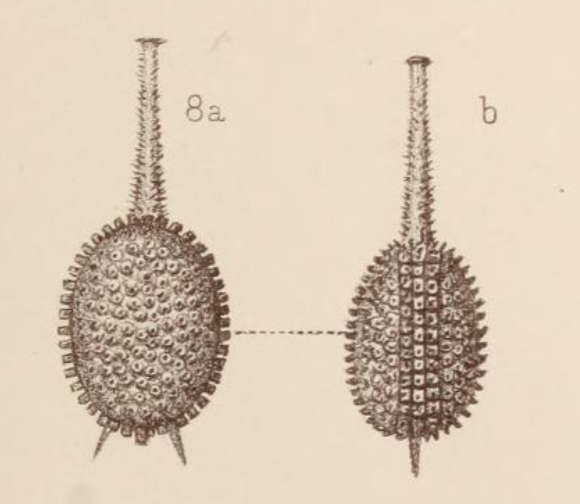 Lagena magnifica Sidebottom, 1912 Lagena magnifica Sidebottom, 1912