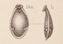 Lagena marginata var. armata Sidebottom, 1912, author: Le Coze, François