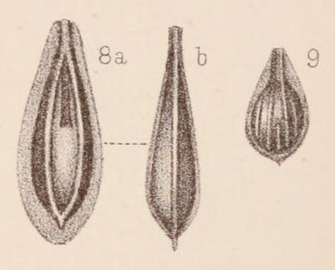 Lagena marginata var. raricostata Sidebottom, 1912 Lagena marginata var. raricostata Sidebottom, 1912