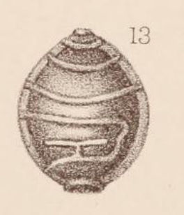Lagena marginata var. retrocostata Sidebottom, 1912 Lagena marginata var. retrocostata Sidebottom, 1912