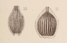 Lagena marginata var. striolata Sidebottom, 1912