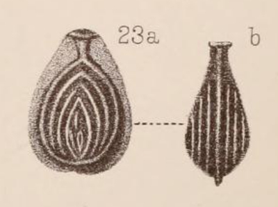 Lagena orbignyana var. concentrica Sidebottom, 1912 Lagena orbignyana var. concentrica Sidebottom, 1912