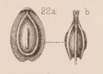 Lagena orbignyana var. unicostata Sidebottom, 1912