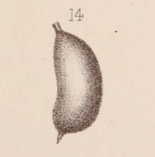 Lagena sacculiformis Sidebottom, 1912 Lagena sacculiformis Sidebottom, 1912
