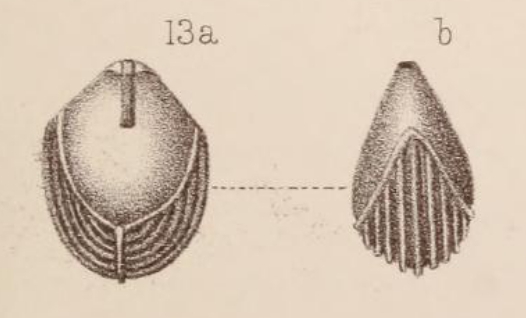 Lagena semicostata Sidebottom, 1912 Lagena semicostata Sidebottom, 1912