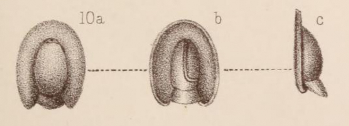 Lagena soleaformis Sidebottom, 1912 Lagena soleaformis Sidebottom, 1912