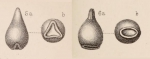 Lagena stelligera var. eccentrica Sidebottom, 1912