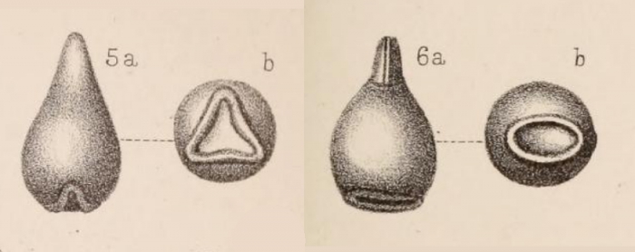Lagena stelligera var. eccentrica Sidebottom, 1912 Lagena stelligera var. eccentrica Sidebottom, 1912