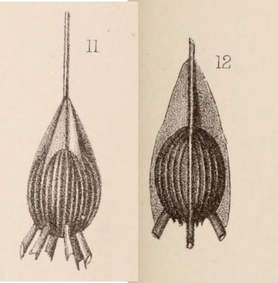 Lagena striata var. striatotubulata Sidebottom, 1912 Lagena striata var. striatotubulata Sidebottom, 1912