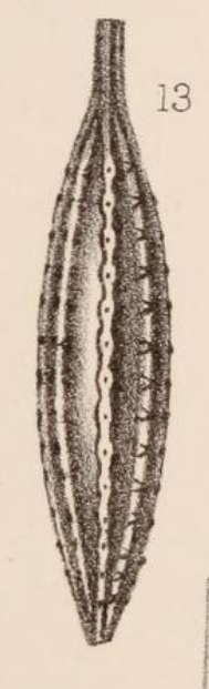 Lagena striatopunctata var. fusiformis Sidebottom, 1912 Lagena striatopunctata var. fusiformis Sidebottom, 1912
