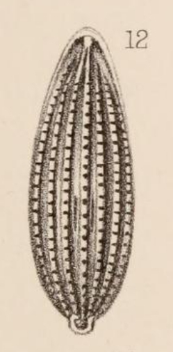 Lagena striatopunctata var. inaequalis Sidebottom, 1912 Lagena striatopunctata var. inaequalis Sidebottom, 1912