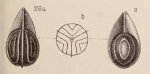 Lagena thornhilli Sidebottom, 1912