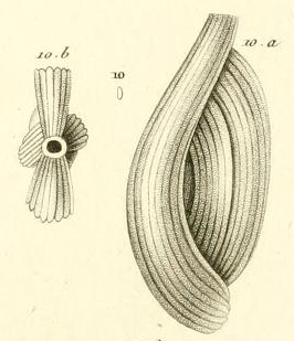 Quinqueloculina striata d'Orbigny in Guérin-Méneville, 1844 Quinqueloculina striata d'Orbigny in Guérin-Méneville, 1844