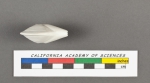 Adelosina striata d'Orbigny, 1826