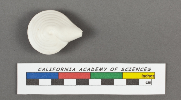 Adelosina striata d'Orbigny, 1826 Adelosina striata d'Orbigny, 1826