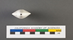 Adelosina striata d'Orbigny, 1826