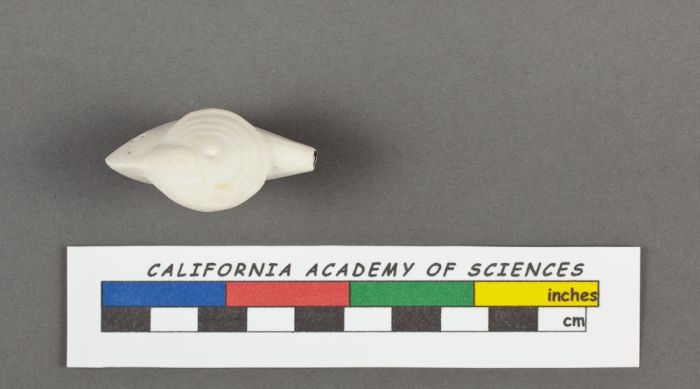 Adelosina striata d'Orbigny, 1826 Adelosina striata d'Orbigny, 1826