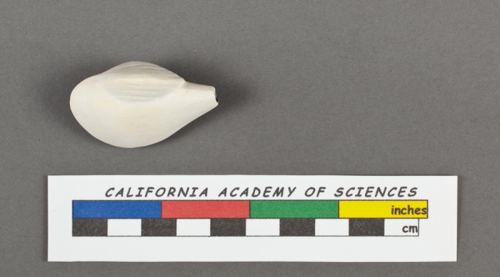 Adelosina striata d'Orbigny, 1826 Adelosina striata d'Orbigny, 1826