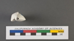 Adelosina striata d'Orbigny, 1826