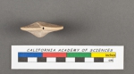 Amphistegina vulgaris d'Orbigny, 1826
