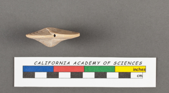 Amphistegina vulgaris d'Orbigny, 1826 Amphistegina vulgaris d'Orbigny, 1826