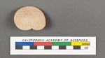 Amphistegina vulgaris d'Orbigny, 1826