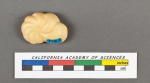 Anomalina elegans d'Orbigny, 1826