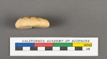 Anomalina elegans d'Orbigny, 1826