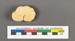 Anomalina elegans d'Orbigny, 1826