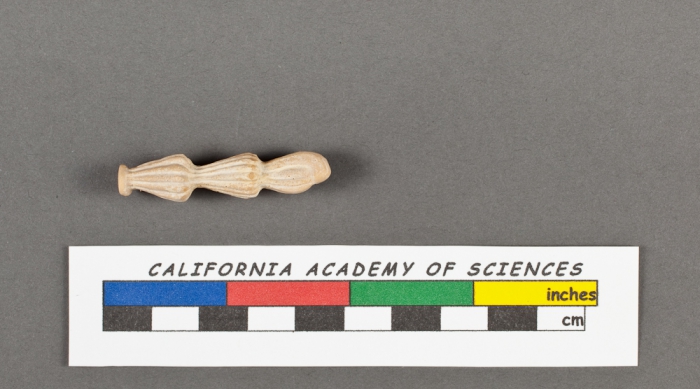 Articulina nitida d'Orbigny, 1826 Articulina nitida d'Orbigny, 1826