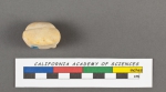 Biloculina aculeata d'Orbigny in Deshayes, 1830