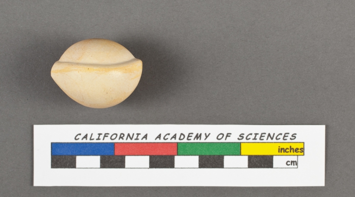 Biloculina bulloides d'Orbigny, 1826 Biloculina bulloides d'Orbigny, 1826