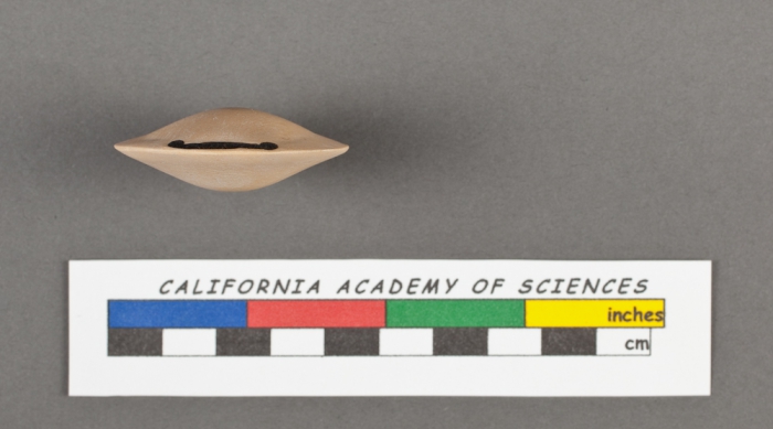 Biloculina depressa d'Orbigny, 1826 Biloculina depressa d'Orbigny, 1826