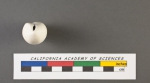 Bulimina caudigera d'Orbigny, 1826