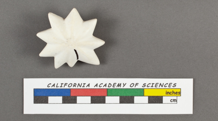 Calcarina calcar d'Orbigny, 1826 Calcarina calcar d'Orbigny, 1826