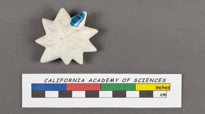 Calcarina calcar d'Orbigny, 1826 Calcarina calcar d'Orbigny, 1826